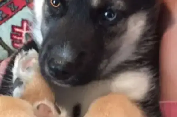 Собаки потеряшки, , фото: Потеряшка смешанная Хаска-овчарка в Тамбове, РФ