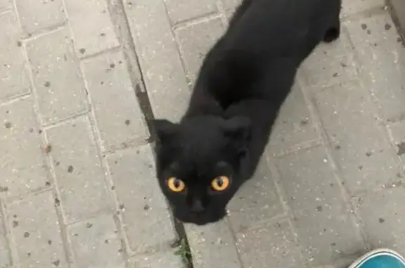 Найдена домашняя кошка в Новокосино, ищем хозяина