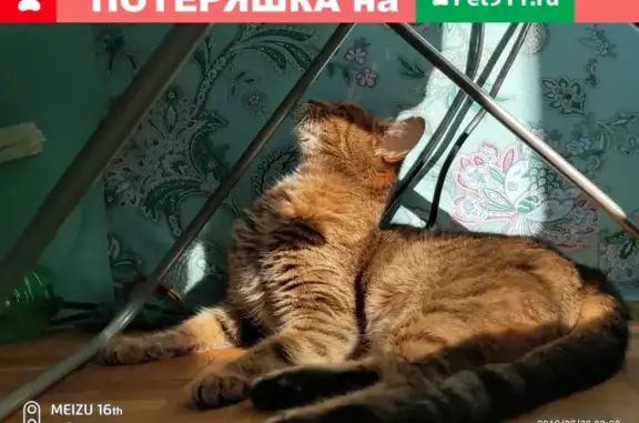 Пропала кошка на Клязьминской, дом 6к2