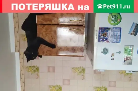 Пропала кошка в Большом камне, Приморский край