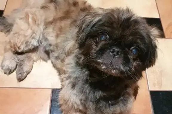 Собаки потеряшки, Новосибирск, фото: Потеряшка собака на ул. Троллейной, 7 в Новосибирске