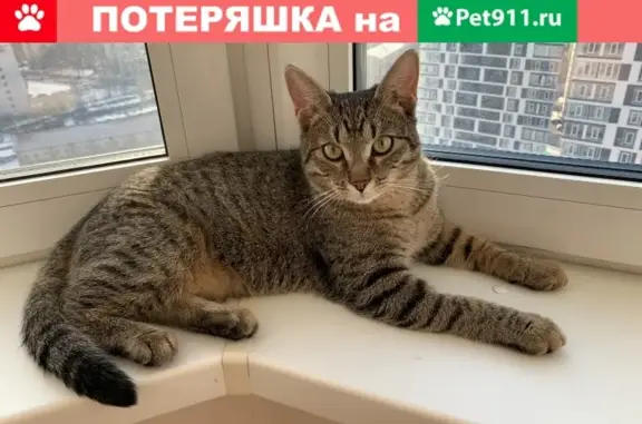 Пропала кошка в СНТ Щербинка-2, вознаграждение 10 000 рублей.