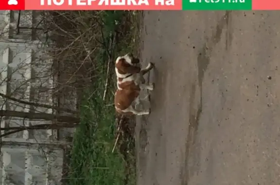 Собака найдена на ул. 2-я Лесная в Деденево