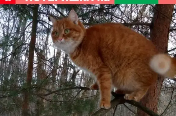 Кошки потеряшки, Октябрьская, фото: Потеряшка рыжая кошка на Октябрьской ул. в Московской обл.
