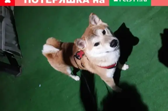 Собака Мальчик найдена на ул. Титова (Яблоновский)