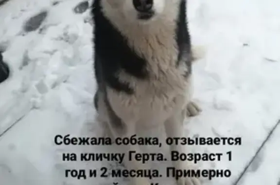 Пропала собака Герта в Оренбурге, район Южный