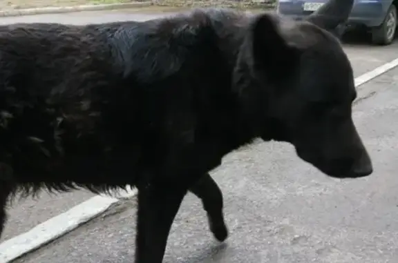 Найдена черная собака на ул. Бурденко, Кировский район