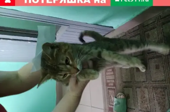 Кошка найдена на Братеевской 16к1, подъезд 7