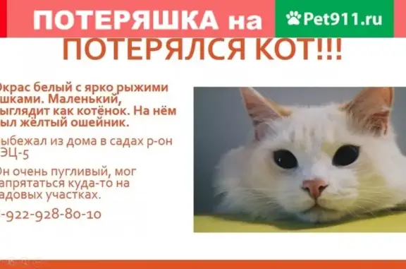 Пропала кошка белого окраса с ярко-рыжими ушками в р-оне ТЭЦ 5, Киров.