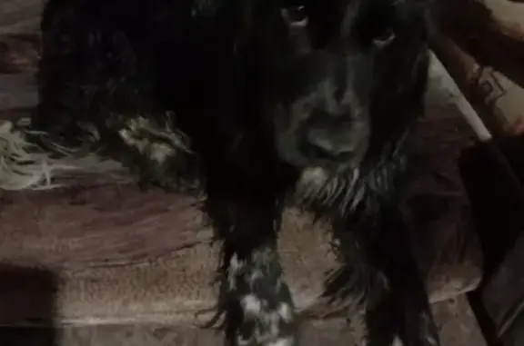 Собака найдена в Заокском поселке, ошейник чёрный с красной окантовкой