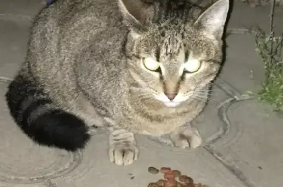 Найдена кошка на ул. Аксайской, Краснодар