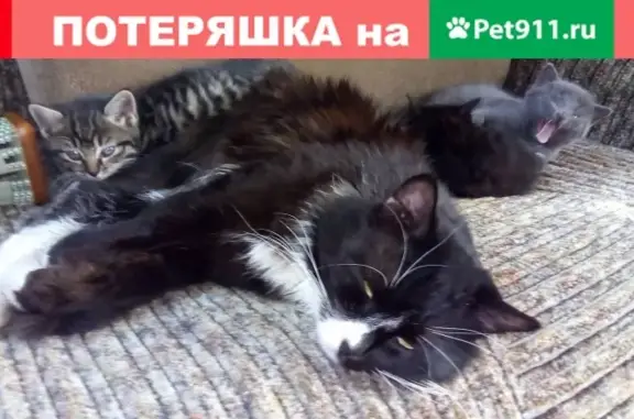 Пропал кот на Донбасской ул., 14 в Артеме
