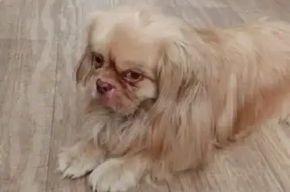 Собака найдена в Самаре на Ленинградском переезде