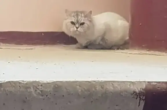 Найдена кошка в Н.Новгороде, ул. Касьянова 6