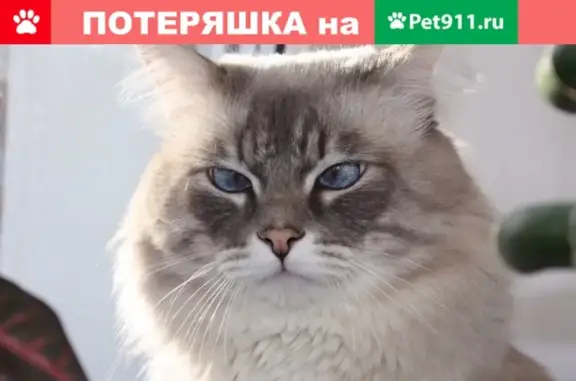 Пропал кот Марсель в станице Ессентукская, Ставропольский край