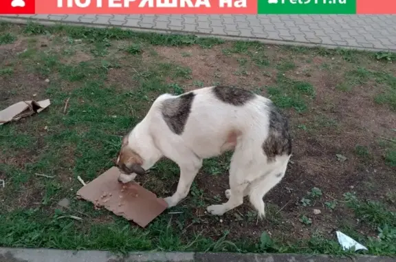 Найдена собака в Мытищах, ул. Белобородова, д. 4В