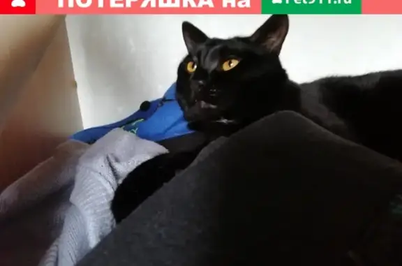 Кошки потеряшки, Вачский муниципальный округ, фото: Потеряшка кот Баксик, деревня Медоварцево, Нижегородская область