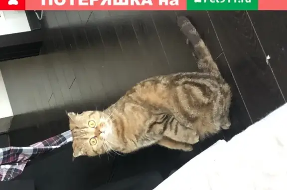 Пропала кошка в Новочеркасске, ул. 26 Бакинских Комиссаров