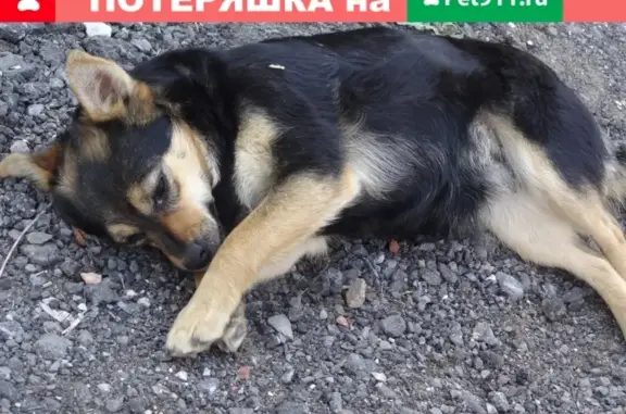 Найдена собака в Ясень Парке, Городище - ищет дом