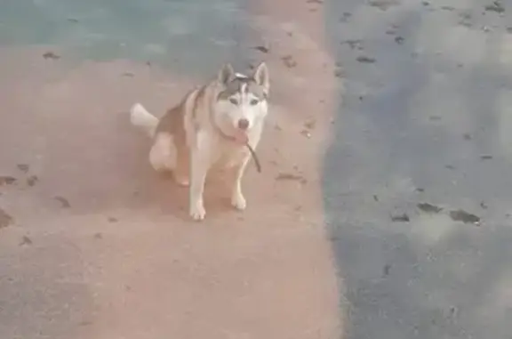 Собака найдена в Чебоксарах, Чувашия