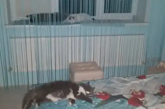 Кошки потеряшки, Новая Усмань, фото: Потеряшка кошка Зося в Новой Усмани, Воронежская обл.