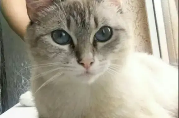 Пропала кошка Барса в Выселковском районе, вознаграждение гарантировано