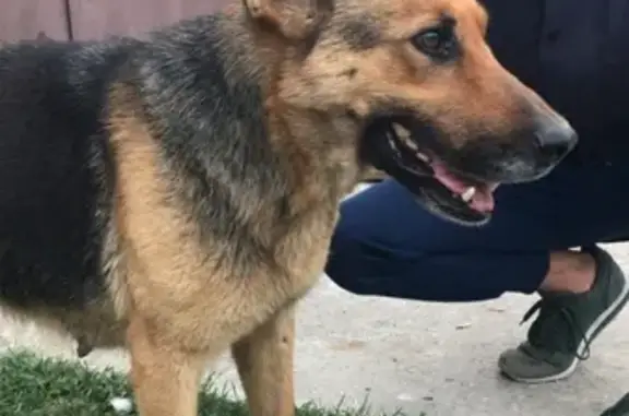 Найдена собака в районе Генерала Васильева, Симферополь