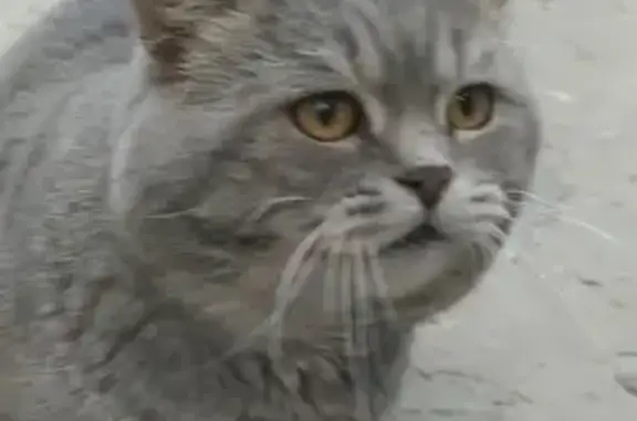 Потерянные животные Волгоград, фото: Пропала британская кошка в Волгограде.