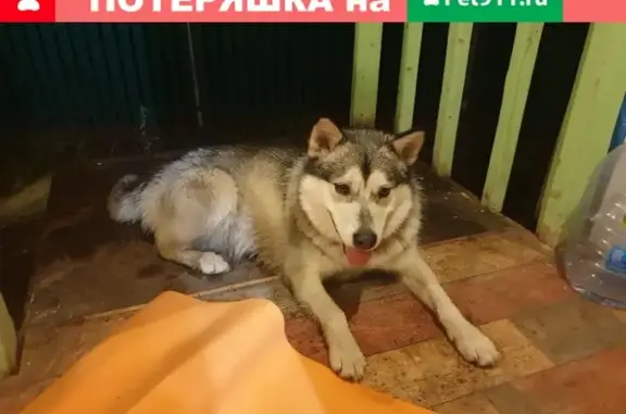 Найдена собака Хаски в СНТ Истра-Дачная