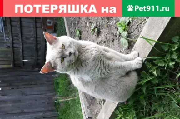 Найден толстый британский кот в с.Чернуха, Нижний Новгород