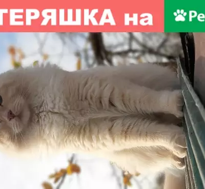 Кошки потеряшки, Калуга, фото: Потеряшка кошка на Яблоневой, Калуга