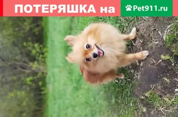 Пропала собака на Беловежской, Москва