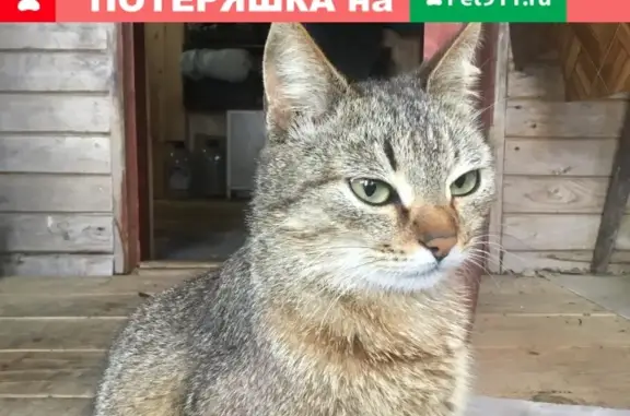 Найдена кошка в МО, недалеко от села Шестаково