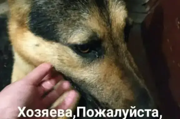 Собака найдена в Опалихе, Красногорск, Московская обл.