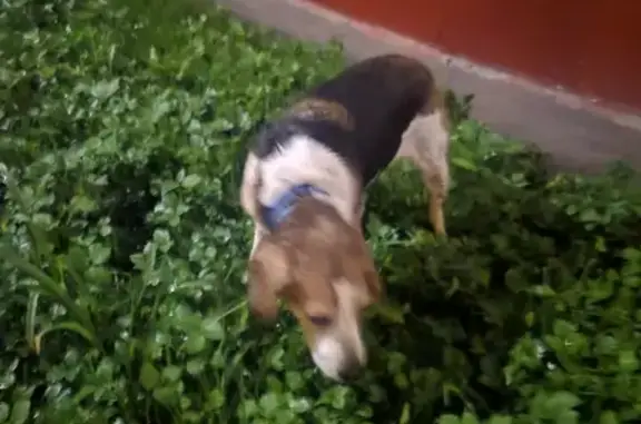 Собака-бигль бегает возле дома на Вяземской, 9к1, Москва