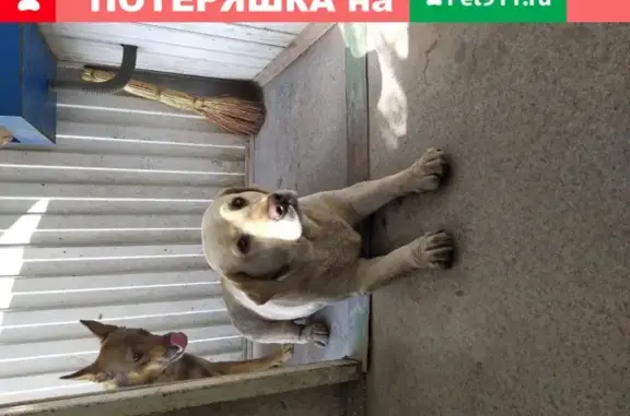 Собака лабрадор найдена в районе роддома, Старый Оскол