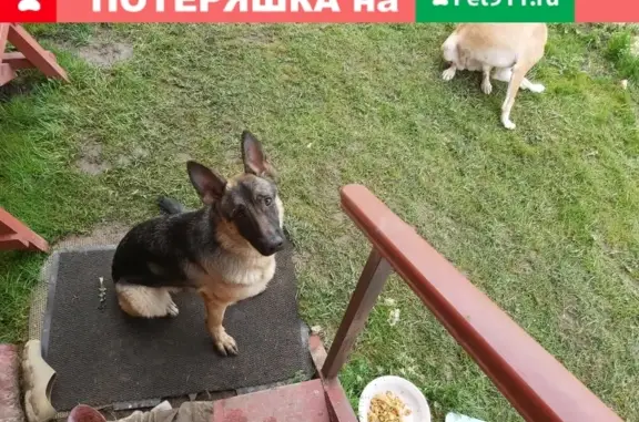 Найдена собака в деревне Богданово, Калужская область