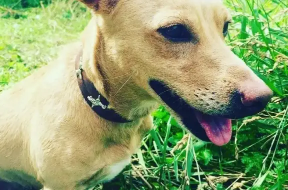 Пропала собака по адресу Велтон Парк Новая Сходня