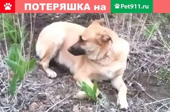 Найдена собака по адресу Верхние Поля, 22, Москва