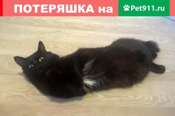 Кошки потеряшки, Череповец, фото: Потеряшка кошка в районе Ломоносова, Череповец