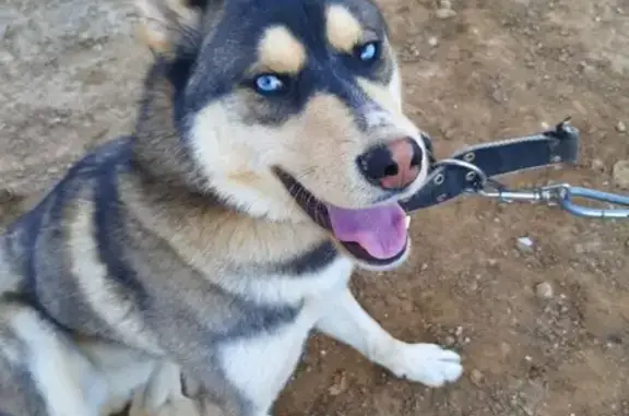 Пропала собака Кенай в Ржавках, Московская область
