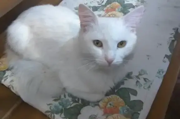 Пропал белый кот с ошейником в Симферополе