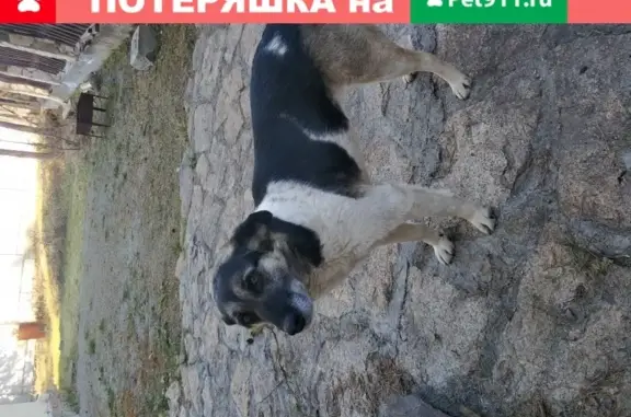 Собака найдена в Сысерти, Свердловская обл.