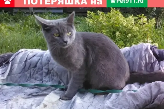 Пропал кот Сержик в Юрово, ул. Космонавтов, 2 мая.