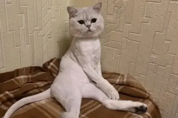 Потерянные животные Батайск, фото: Пропала кошка Лекс, Заводская улица 36-38, Батайск.