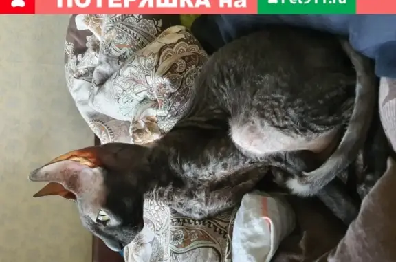 Пропала кошка Самурай на Кастанаевской 23к3