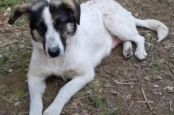 Найдена собака в Москве: Среднего размера, белая с пятнами