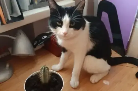 Потерянные животные Таганрог, фото: Пропала кошка в Таганроге, вознаграждение!