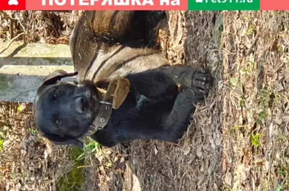 Найдена собака Метис лабрадора в СНТ Назарьево, МО