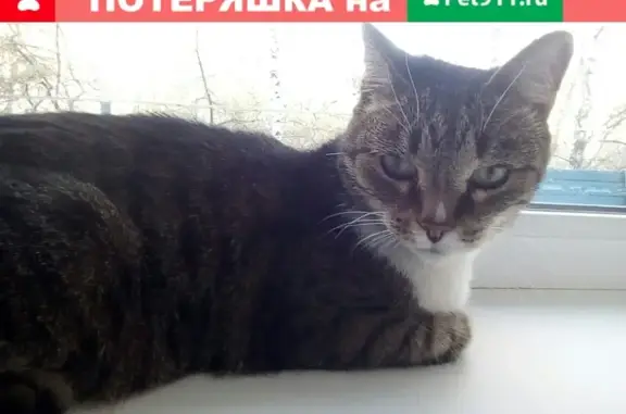 Домашний котик ищет дом в Екатеринбурге.